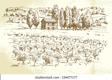 landscape, vineyard - hand drawn illustration