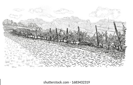 Paisaje de viñedos con casco antiguo en horizonte y nubes en el cielo. Ilustración vectorial en estilo de esbozo aislado en blanco