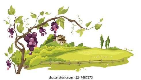 Landscape with vineyard. Vector illustration, vine on the background of the fields