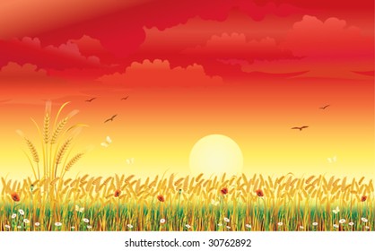 Landscape with wheat under sunrise