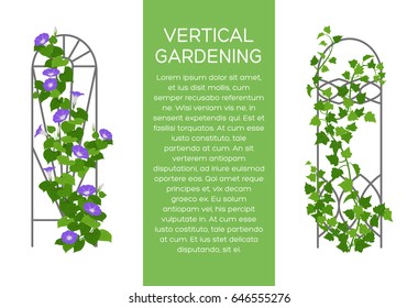 Landscaping and gardening banner, poster or brochure template with flat style illustration of climbing plants and place for text. Creepers colored icon. Vertical gardening sign. Outdoor decor element.