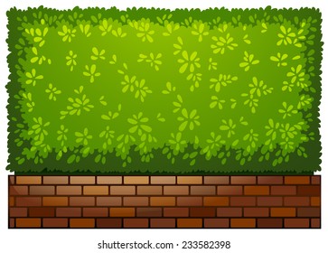 A landscaping green plant on a white background 