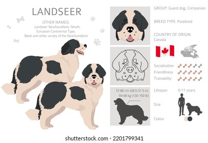 Landseer dog clipart. Different coat colors set.  Vector illustration