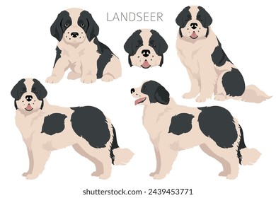 Landseer dog clipart. Different coat colors set.  Vector illustration