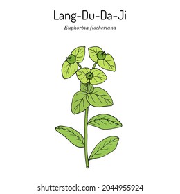 Lang-Du-Da-Ji (Euphorbia fischeriana), medicinal plant. Hand drawn botanical vector illustration