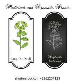 Lang-Du-Da-Ji (Euphorbia fischeriana), medicinal plant. Hand drawn botanical vector illustration