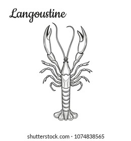 Langoustine. Crustaceans. Seafood. Vector illustration. Isolated image on white background. Vintage style.