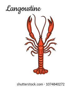 Langoustine. Crustaceans. Seafood. Vector illustration. Isolated image on white background. Vintage style.