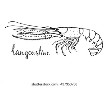 Langoustine. Seafood design elements. Seafood menu, poster, label etc. Hand drawn ink sketch illustration. Vector illustration