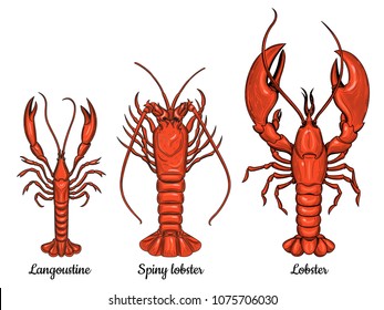 Langoustine, spiny lobster, lobster. Seafood. Vector set of crustaceans. Isolated image on white background. Vintage style.