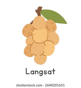 Langsat flat vector illustration. Bunch of langsat cartoon clipart style isolated on white background. Tropical and Exotic fruit concept