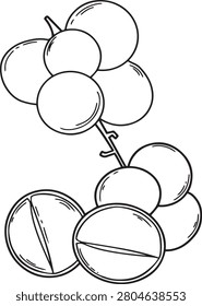 Langsat fruit cluster coloring page vector illustration. Black and white line art of tropical exotic duku or longkong fruits isolated on white background, perfect for children activity book. 