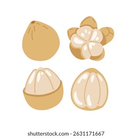 Langsat fruta exótica tropical. Ilustração à mão desenhada por vetor, isolada sobre fundo branco.