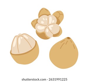 Langsat fruta exótica tropical. Peça inteira descascada pela metade. Ilustração à mão desenhada por vetor, isolada sobre fundo branco.