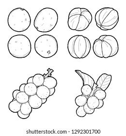 Langsat Vector Illustration Hand Drawn Fruit Cartoon Art