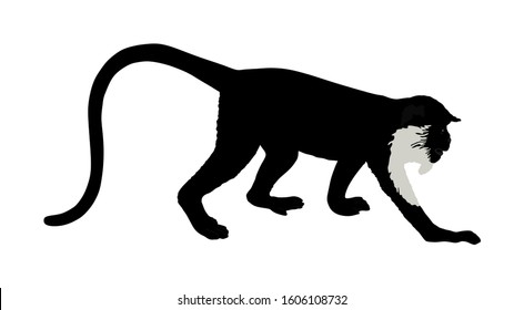 Langur Monkey vector illustration isolated on white background. Red-shanked Douc (Pygathrix nemaeus). Yellow face Shin shin Named lemur. 