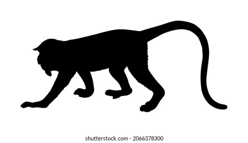 Langur Monkey vector silhouette illustration isolated on white background. Red shanked Douc. Pygathrix nemaeus. Yellow face Shin shin Named lemur. 