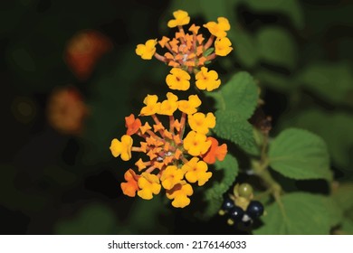 Lantana flowers blooming in a garden isolated on a green leaf background