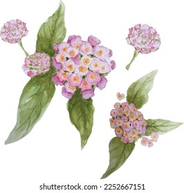 lantana watercolor in Thailand. Lantana camara vector watercolor.