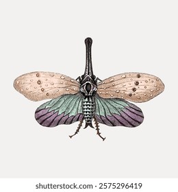 Lantern fly insect vintage illustration, vintage vector element.Beautiful butterfly. Vintage butterfly insect animal art drawing illustration, beautiful insect animal old painting art print.