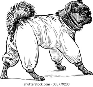 lap dog for a walk