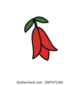 lapageria, Chilean bellflower or copihue doodle icon, vector illustration