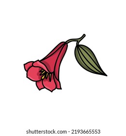 Lapageria, Chilean bellflower or copihue doodle icon, vector illustration