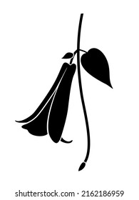 Lapageria flower. Black vector silhouette of Lapageria isolated on white background.