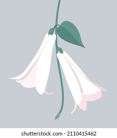 Lapageria. Vector illustration of white tropical Lapageria flower with stem and leaves isolated on gray background.