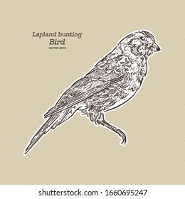 The Lapland longspur (Calcarius lapponicus), also known as the Lapland bunting, hand draw sketch vector.