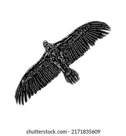 Lappet-faced Vulture hand drawing vector illustration isolated on white background