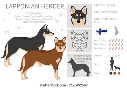 Lapponian Herder clipart. Different poses, coat colors set.  Vector illustration