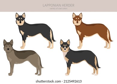 Lapponian Herder clipart. Different poses, coat colors set.  Vector illustration