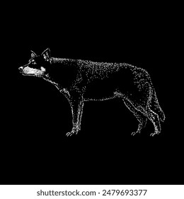 Lapponische Herder Handzeichnung Vektorgrafik isoliert auf schwarzem Hintergrund.