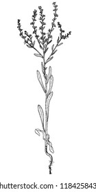 lappula consaquinea botanical sketch