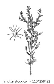 lappula patula botanical illustration