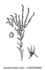 lappula squorosa botanical illustration