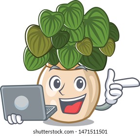 With laptop peperomia grows in a mascot pot