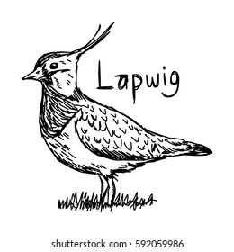 lapwig - vector illustration sketch hand drawn with black lines, isolated on white background