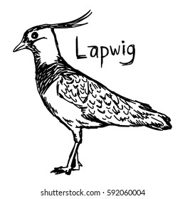 lapwig - vector illustration sketch hand drawn with black lines, isolated on white background