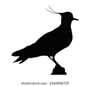 Lapwing bird silhouette vector illustration.