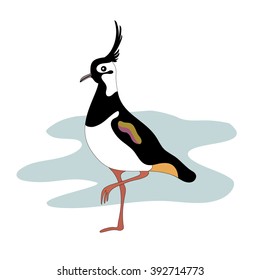 Lapwing  bird. Vector illustration.