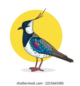 Lapwing color vector illustration isolated on white background