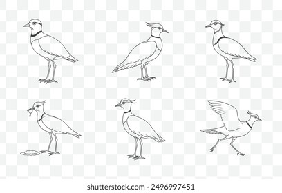 Lapwing Line Art Vector Set Intricate Bird Illustrations Detailed Lapwing Drawings in Vector Format