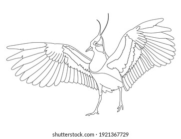 Lapwing line drawing in vector