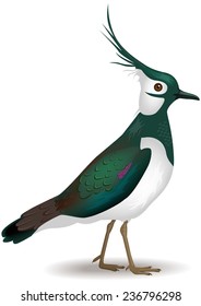 Lapwing water bird - vector illustration