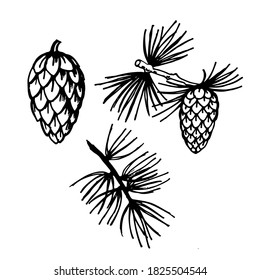 Larch foliage and pine cones set. Larch branch line art sketch. Nature. Tree. Hand drawn vector illustration