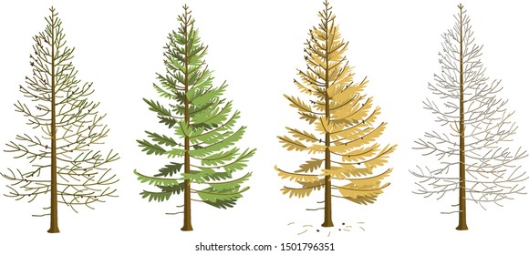 Larch in four seasons. Larch in winter, spring, summer, autumn.   
The tree changes its appearance with the change of season. In the fall, larch needles fall.
