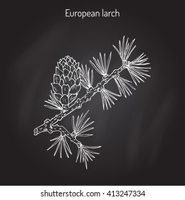 Larch (Larix decidua) branch with cone. Hand drawn botanical vector illustration