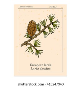 Larch (Larix decidua) branch with cone. Hand drawn botanical vector illustration